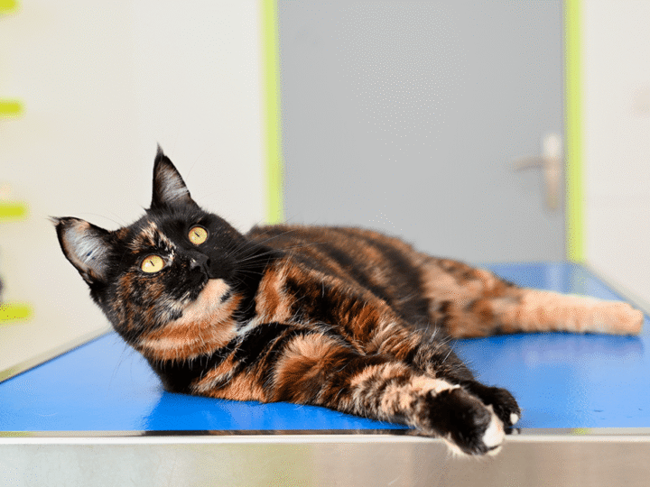 faut-il vacciner un chat qui ne sort pas