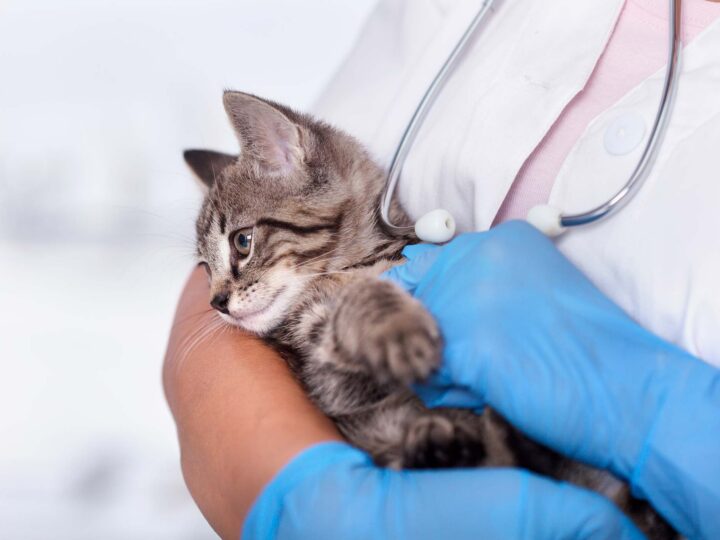 faire vacciner un chaton