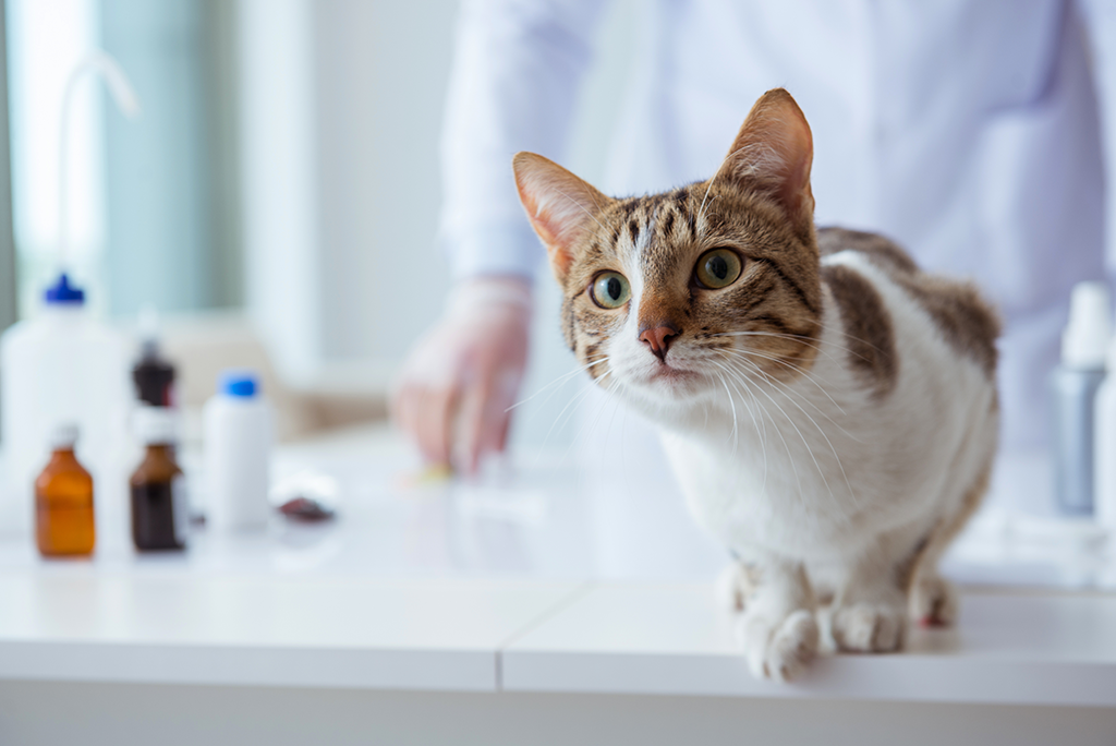 la vaginite chez la chatte