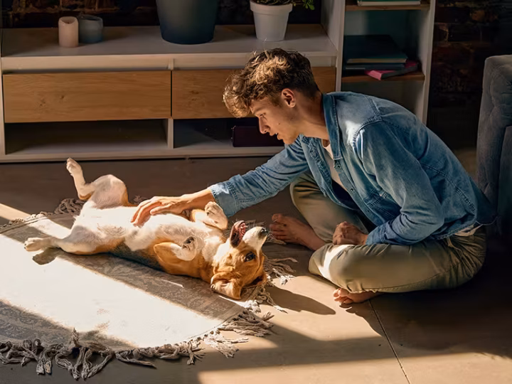 un chien qui a le ventre gonflé