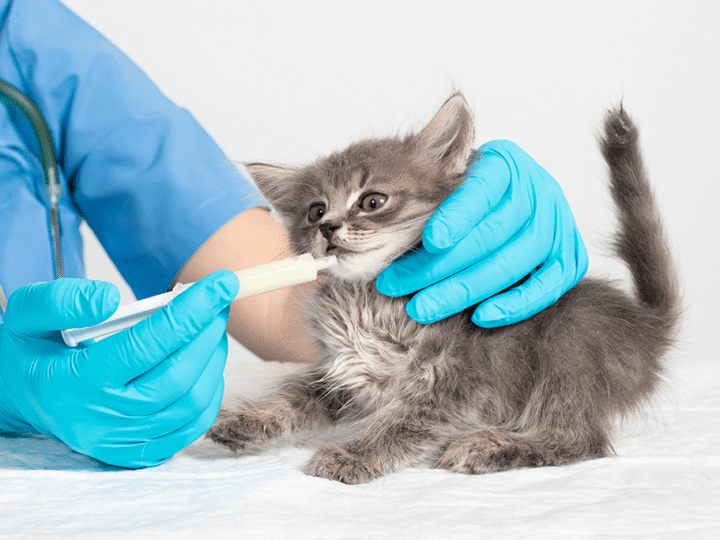 vermifuger un chaton