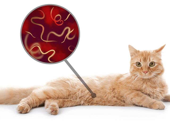 les vers chez le chat