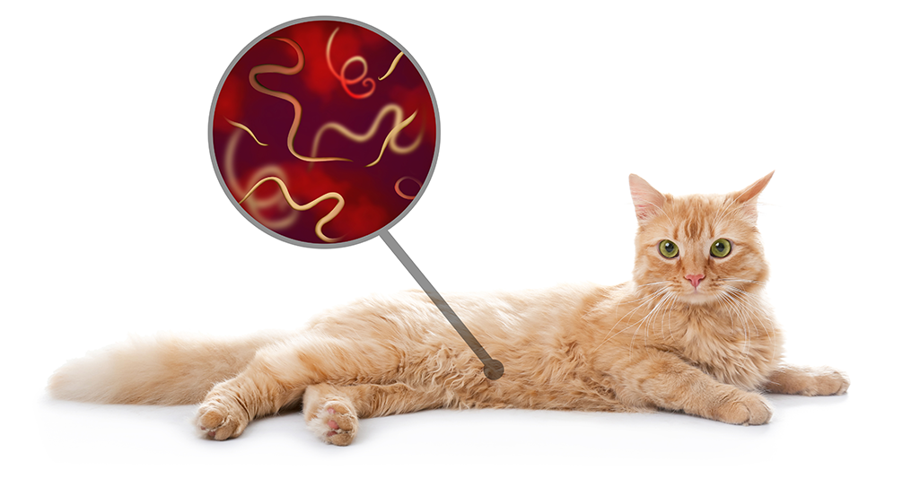 les vers chez le chat