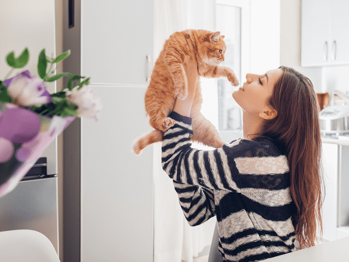 les vices rédhibitoires chez le chat
