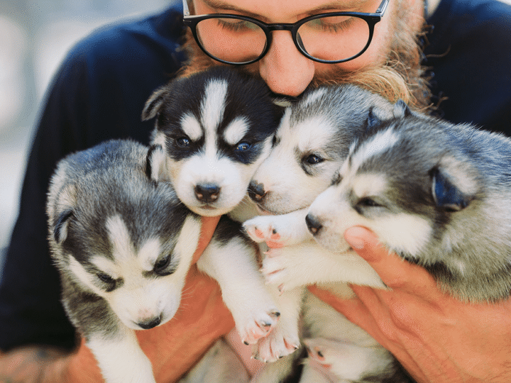 les vices rédhibitoires chez le chien