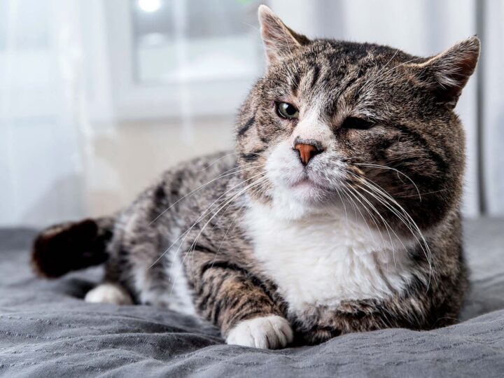 vieillissement du chat