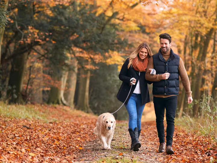 un vieux chien qui boîte en automne