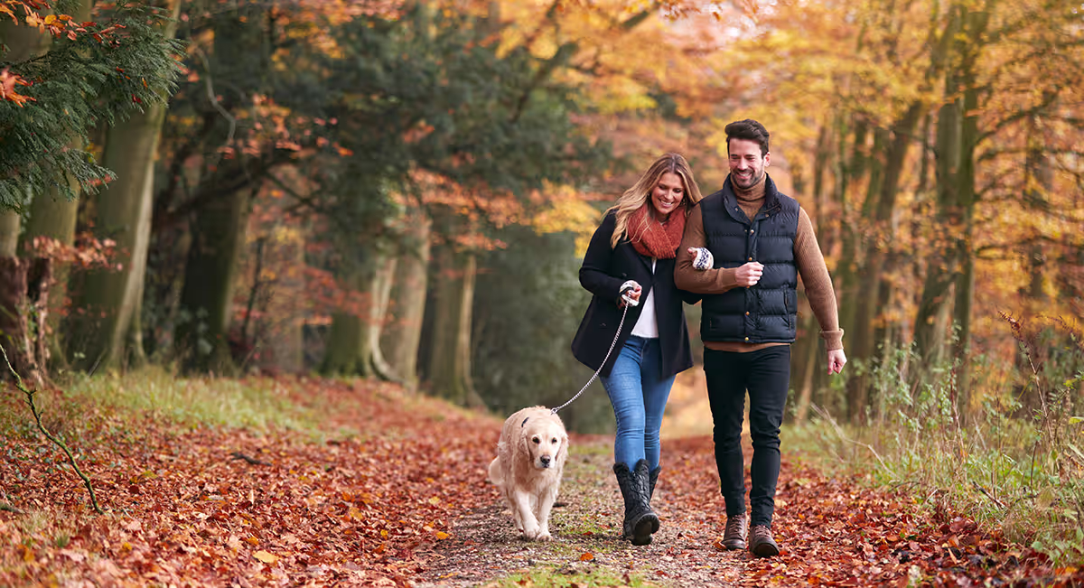 un vieux chien qui boîte en automne