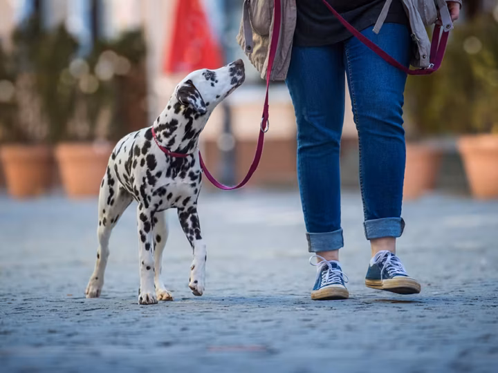 les villes les plus dog-friendly en europe