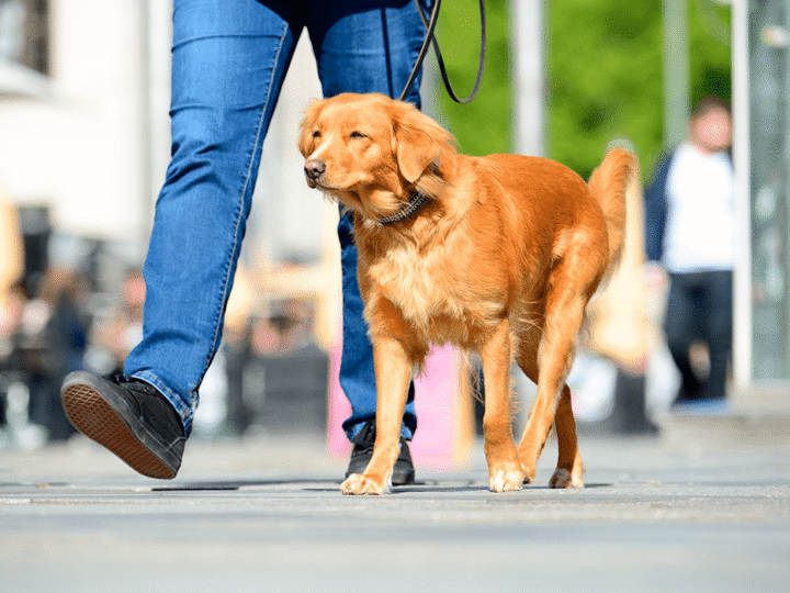 vivre en ville avec son chien