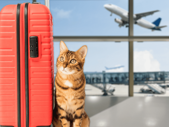 voyager en avion avec son chat