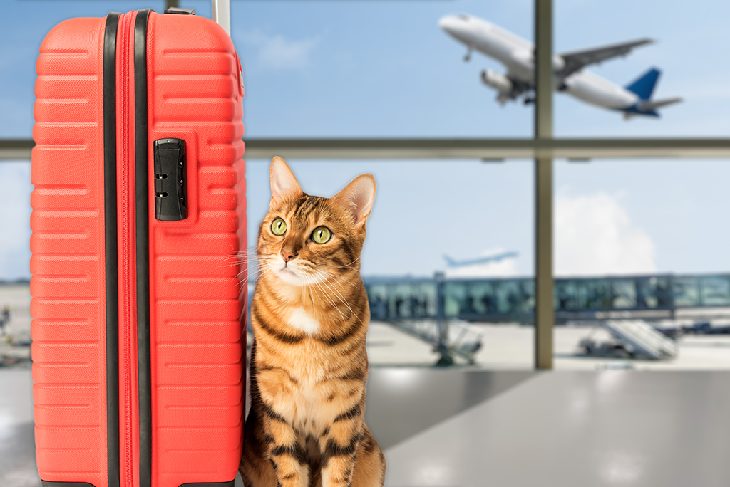 voyager en avion avec son chat