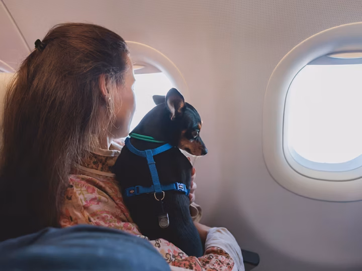 voyager en avion avec son chien