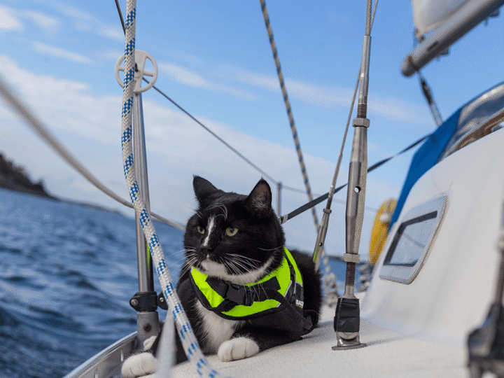 voyager en bateau avec son chat