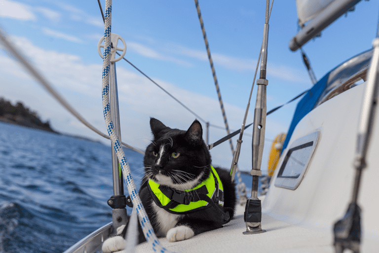 voyager en bateau avec son chat