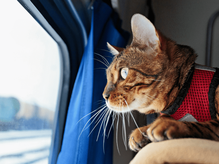 voyager en train avec son chat