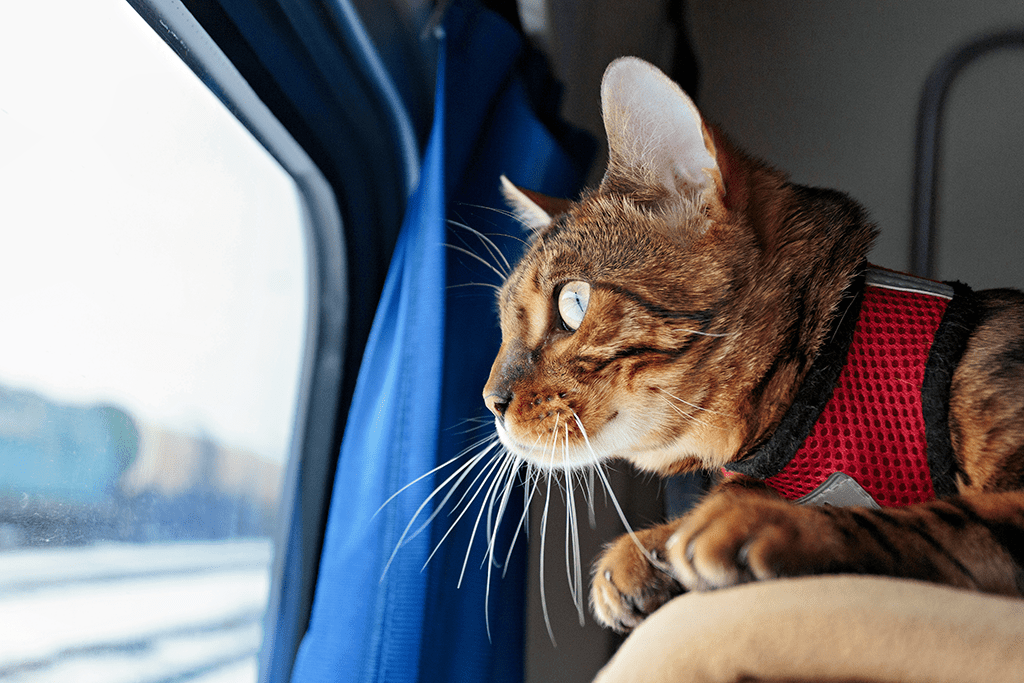 voyager en train avec son chat