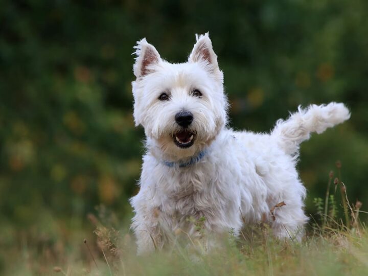 un chien westie
