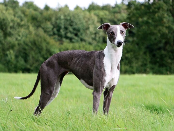 un chien whippet