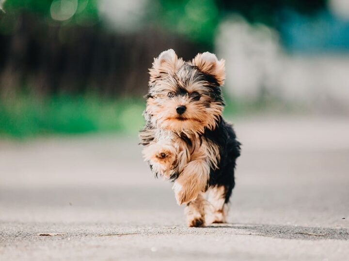 un chien yorkshire terrier